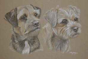 Border Terriers - Molly and Bess