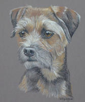 Border terrier - Bertie