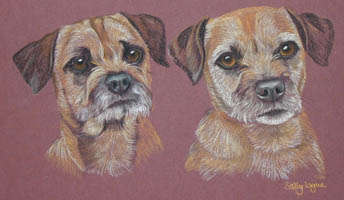 Border_terriers_Minnie-Midge