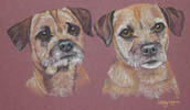 Border terriers