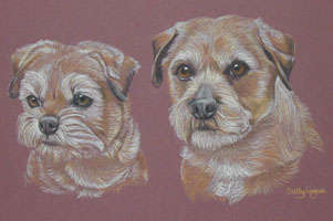 Border_terriers_Silver-Gem