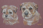 Border Terriers