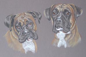 Boxers_murphy_reilly