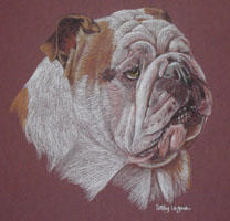 British Bulldog - Alfie