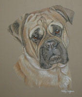 Bullmastiff - Jack