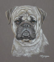 Bull Mastiff dog portrait - George