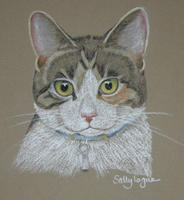 tabby and white cat - Bunnie