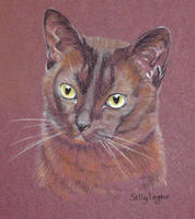 burmese cat - ducati