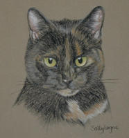 black and tortoiseshell cat - Mogli