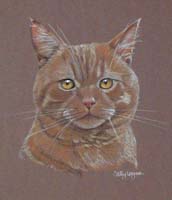 Ginger Cat - Reg