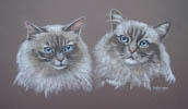 Double Cat Head Study