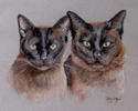 Burmese Cats portrait - Rosie and Jasmine