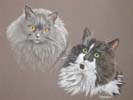 double cat portrait - Mischief and Fluffy
