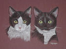 portrait of two cats - Molly and Ginny