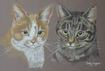 Portrait of two cats - Sam and Molly