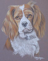 Cavalier Spaniel - Honey