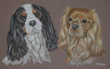 Cavalier King Charles Spaniels