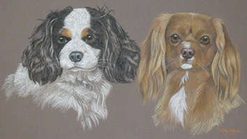 dog portraits - iCavalier King Charles Spaniels