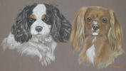 Cavalier King Charles Spaniels