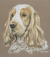dog portrait - cocker spaniel - Oliver