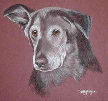 old border collie - Cindy