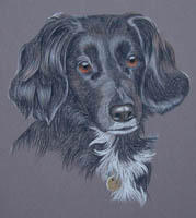 collie cross