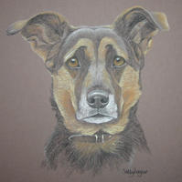 Collie Cross_Meg