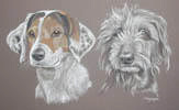 double dog head study