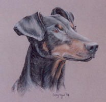 doberman dog portrait - Jade