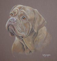 Dog_de_Bordeaux_Ilsa