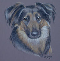 German Shepherd Cross - Gally