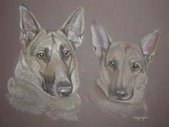 gereman shepherd dogs _ Kerry and Roo