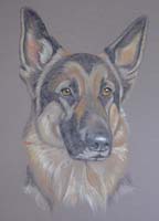 German Shepherd - Kublai