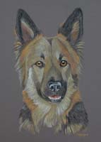 german shepherd dog - Molly
