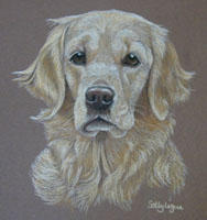 golden retriever - portrait of Misty