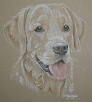 Golden Retriever - Bart