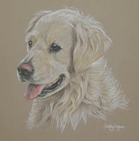 Golden_retriever_Kate