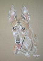 greyhound portrait - lizzy