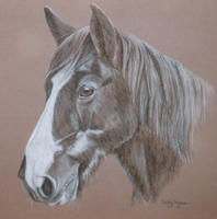 Welsh Section D horse  - Angie's portrait
