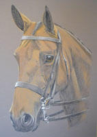  Bay mare portrait- Blossom