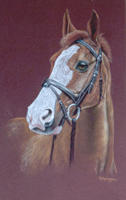 chestnut horse with white blazeBrown's portrait -European 3 day Event gold medalist