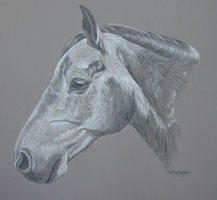 grey horse - Kizzy's portrait
