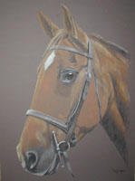 horse portrait - bay gelding  - Ned