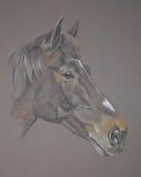 bay horse  - 0llie's Portrait