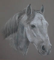 grey horse - Taz's portrait