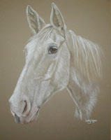 white pony  - paddy's portrait