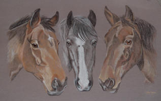 portrait of 3 horses