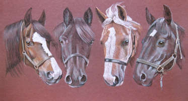 portrait of 4 horses