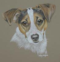 Jack Russel portrait - Misty Mou