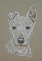 white jack russell terrier - Scamp